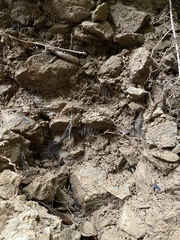 Arachnocampa girraweenensis