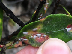 Anoplaspis metrosideri