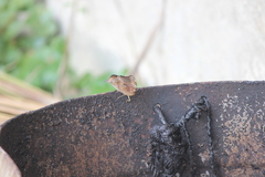 Doleschallia bisaltide