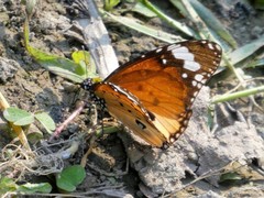 Danaus chrysippus