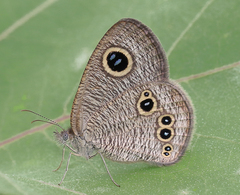 Ypthima tabella