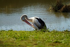 Pelecanus conspicillatus