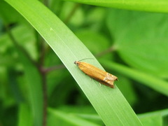Lathronympha strigana