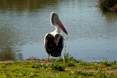 Pelecanus conspicillatus