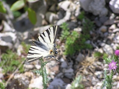 Iphiclides