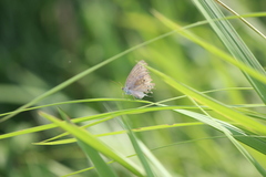 Junonia atlites atlites