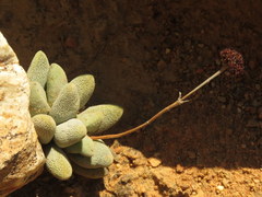 Crassula tecta