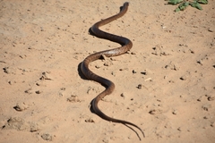 Pseudonaja aspidorhyncha