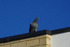 Columba livia domestica