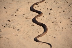 Pseudonaja aspidorhyncha