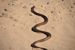 Pseudonaja aspidorhyncha