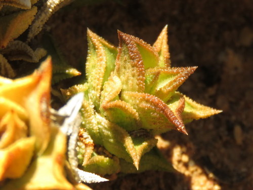 How to identify Astroloba corrugata N.L.Mey. & Gideon F.Sm.