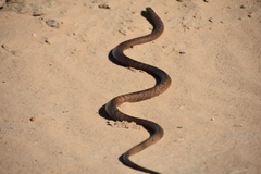 Pseudonaja aspidorhyncha