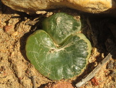 Bulbine mesembryanthemoides