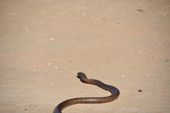 Pseudonaja aspidorhyncha