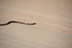 Pseudonaja aspidorhyncha