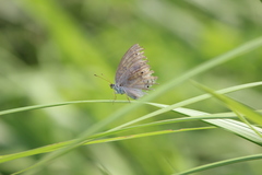 Junonia atlites atlites