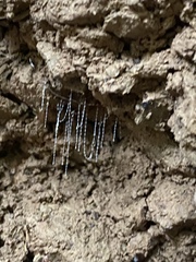 Arachnocampa girraweenensis