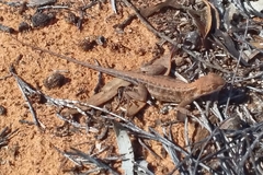 Ctenophorus spinodomus