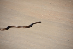 Pseudonaja aspidorhyncha