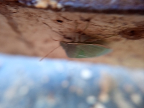 Acrosternum heegeri, Fontaine-lès-Dijon, photo 5 of 10