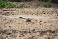 Pseudonaja aspidorhyncha