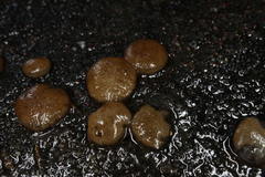 Adelphella babingtonii