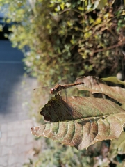 Sympetrum striolatum