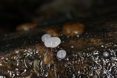 Adelphella babingtonii