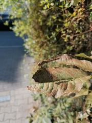 Sympetrum striolatum