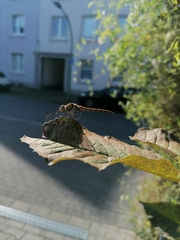 Sympetrum striolatum