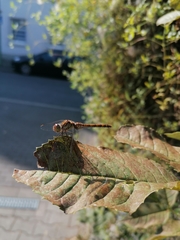 Sympetrum striolatum