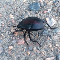 Eleodes suturalis