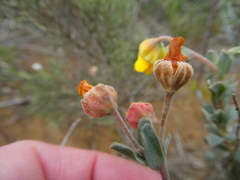 Hermannia trifoliata