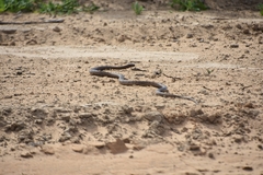 Pseudonaja aspidorhyncha