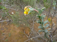 Hermannia trifoliata