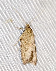 Syringoseca mimica