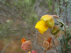 Hermannia trifoliata