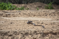 Pseudonaja aspidorhyncha