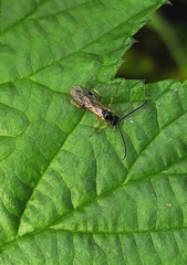 Phygadeuontinae