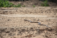 Pseudonaja aspidorhyncha