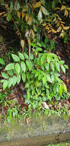 Maesa ramentacea