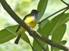 Culicicapa ceylonensis