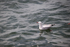 Chroicocephalus novaehollandiae