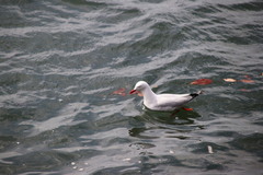 Chroicocephalus novaehollandiae