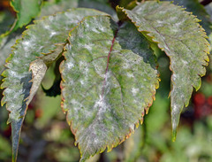 Erysiphe vanbruntiana