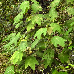 Macaranga triloba
