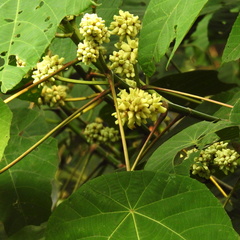 Macaranga triloba