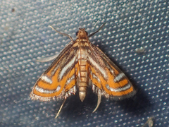 Eristena