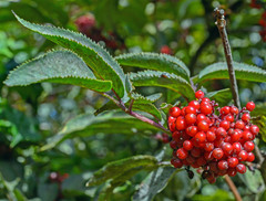 Erysiphe vanbruntiana